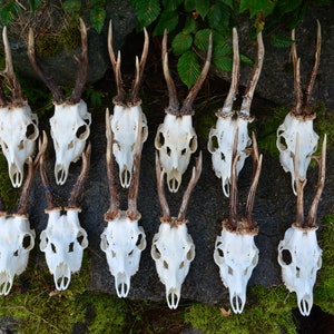 RANDOM SKULL Real European Roe deer skull | Plain skull | Skull carving home decor deer antler sheds present set vikings