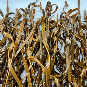 May include: A close-up of a pile of dried seaweed, also known as kelp, with a dark brown and light brown color. The seaweed is arranged in a random pattern, with some pieces curled and others straight.