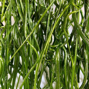 May include: A close-up of a bunch of long, thin, green, shiny, flexible, artificial grass strands.