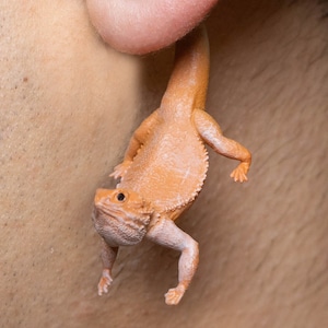 Handbemalte Bartagame Ohrringe | 3D Gedruckt | Reptil Schmuck