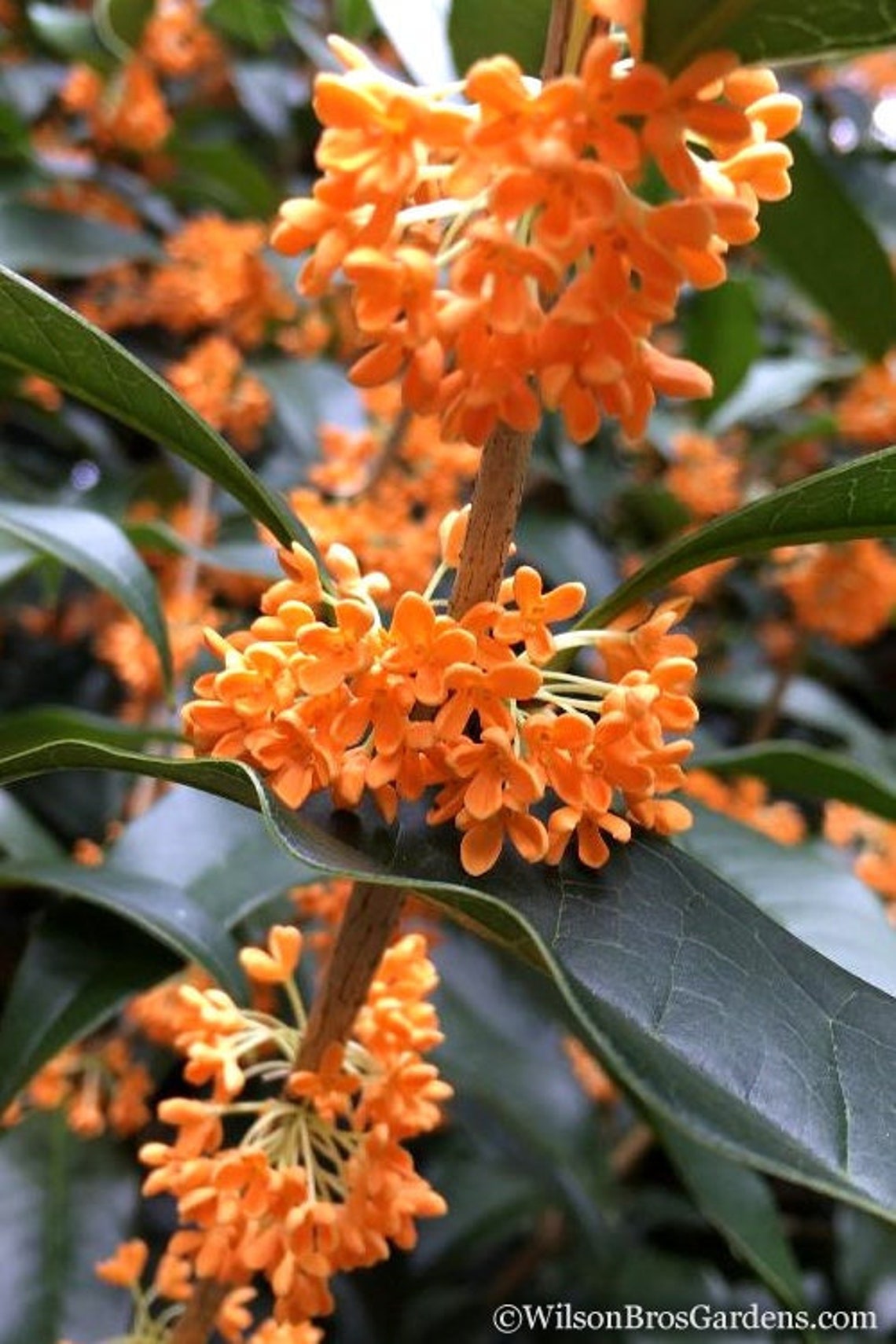 1 quart fragrant orange tea olive tree osmanthus fragrans etsy