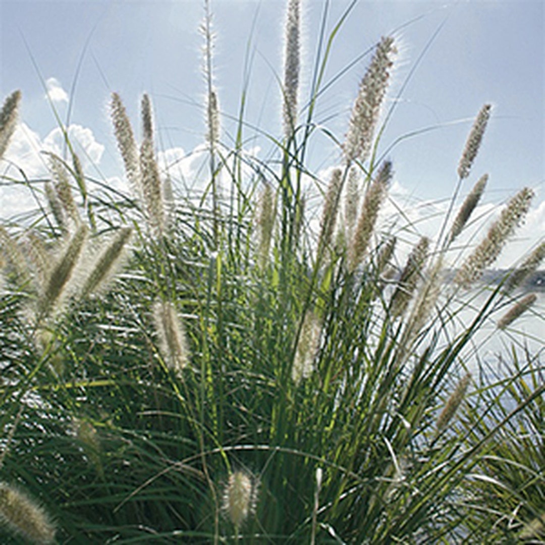 18 Live PENNISETUM ALOPECUROIDES Ornamental Grass Zone 69 Etsy