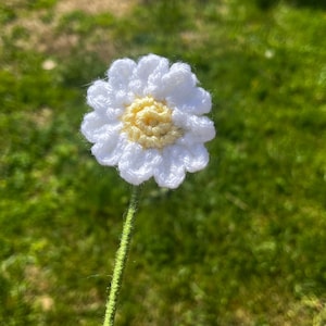 Daisy