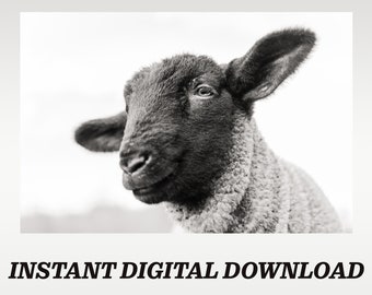 black sheep jpeg Digital download