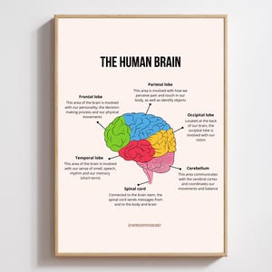 Poster Print  - The Human Brain - Wall Art