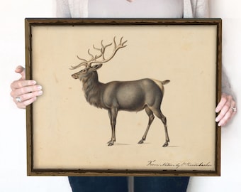 Vintage Elk Drawing | Sketch Vintage Print | Instant Download | 448