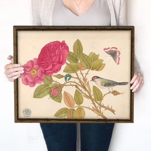Vintage Floral and Bird Print | Coquette Room Decor | Vintage Print | Colorful, Rose, Botanical Wall Art | Digital Download | 466