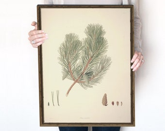 Könnte beinhalten: Eine Vintage-botanische Illustration eines Pinzweigs mit Nadeln und Zapfen. Die Illustration ist auf cremefarbenem Papier gedruckt und in einem dunklen Holzrahmen gerahmt. Das Bild ist 40,64 cm x 50,8 cm groß.
