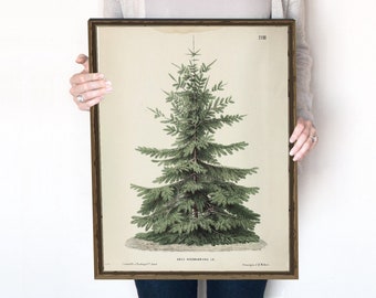 Vintage Christmas Tree  | Pine Tree Vintage Print | Winter Art | Holiday Decor | Moody Neutral Holiday Art | Emerald Green | 414