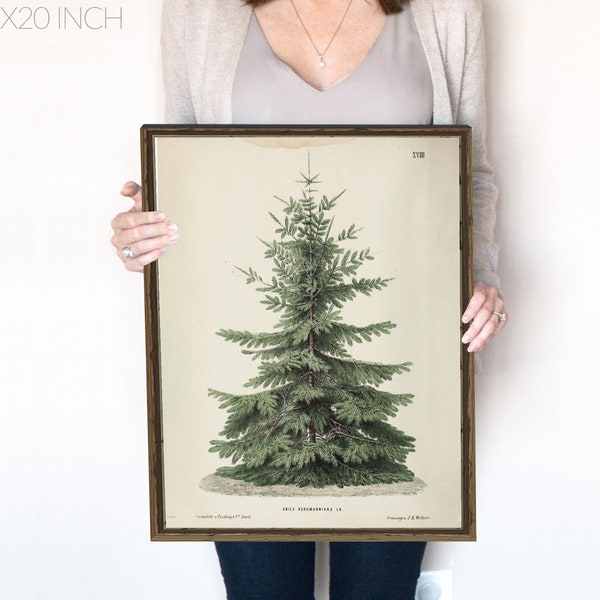 Vintage Christmas Tree  | Pine Tree Vintage Print | Winter Art | Holiday Decor | Moody Neutral Holiday Art | Emerald Green | 414