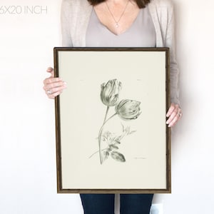 Tulip Sketch Vintage Drawing, Coquette Room Decor, Floral Stem, Neutral art print, simple botanical vintage, 1800s art print | 103