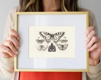 Vintage Butterfly drawing Printable, butterflies antique sketch, neutral black and white butterfly beetle and moth printable wall art | 101