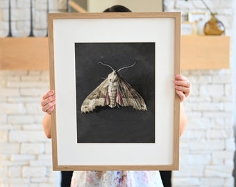 May include: A framed print of a moth with brown, white, and pink wings against a black background.