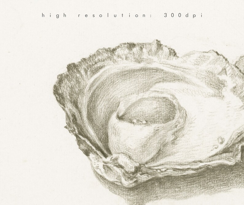 Vintage Oyster Drawing Two Open Oysters Sketch Black and Etsy