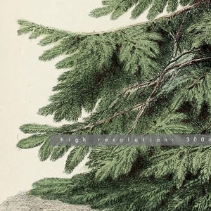 Peut inclure: Illustration botanique d&eacute;taill&eacute;e d'une branche de sapin. L'image pr&eacute;sente des aiguilles vertes luxuriantes et des branches brunes sur un fond cr&egrave;me. Le texte en bas indique "high resolution: 300 dpi".
