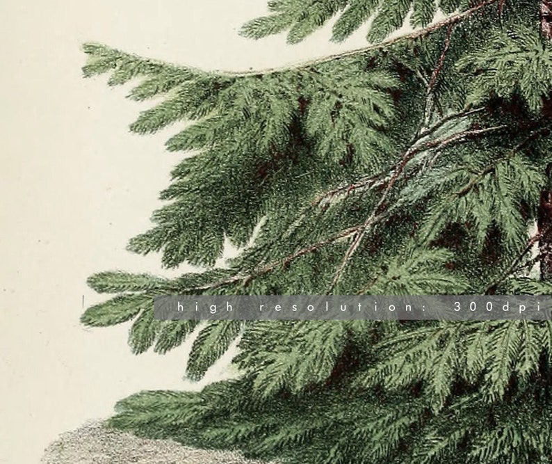 Peut inclure: Illustration botanique d&eacute;taill&eacute;e d'une branche de sapin. L'image pr&eacute;sente des aiguilles vertes luxuriantes et des branches brunes sur un fond cr&egrave;me. Le texte en bas indique "high resolution: 300 dpi".