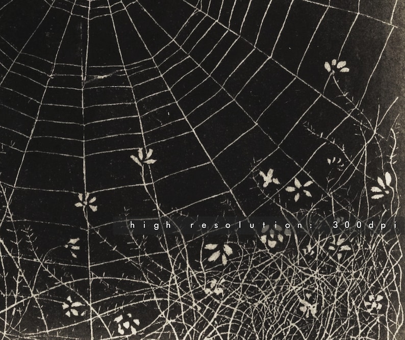 May include: A black and white photograph of a spider web with small white flowers in the foreground. The web is in focus and the flowers are out of focus. The text "high resolution: 300 dpi" is visible at the bottom of the image.