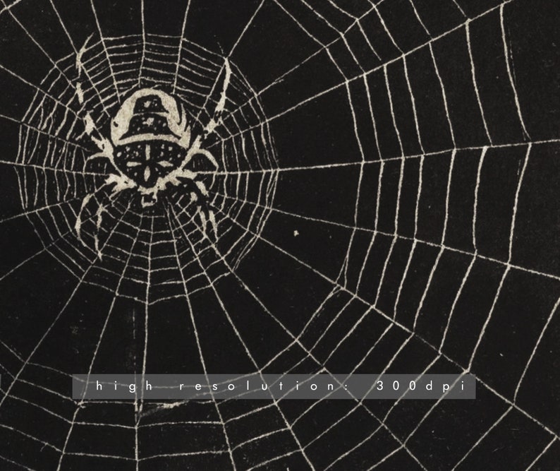 May include: A black and white illustration of a spider web with a spider in the center. The spider is stylized and has a large head and eight legs. The web is detailed and has many strands.