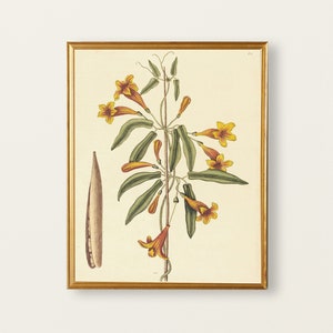 May include: A vintage botanical illustration of a yellow flower with green leaves and a brown seed pod. The illustration is framed in a gold frame.