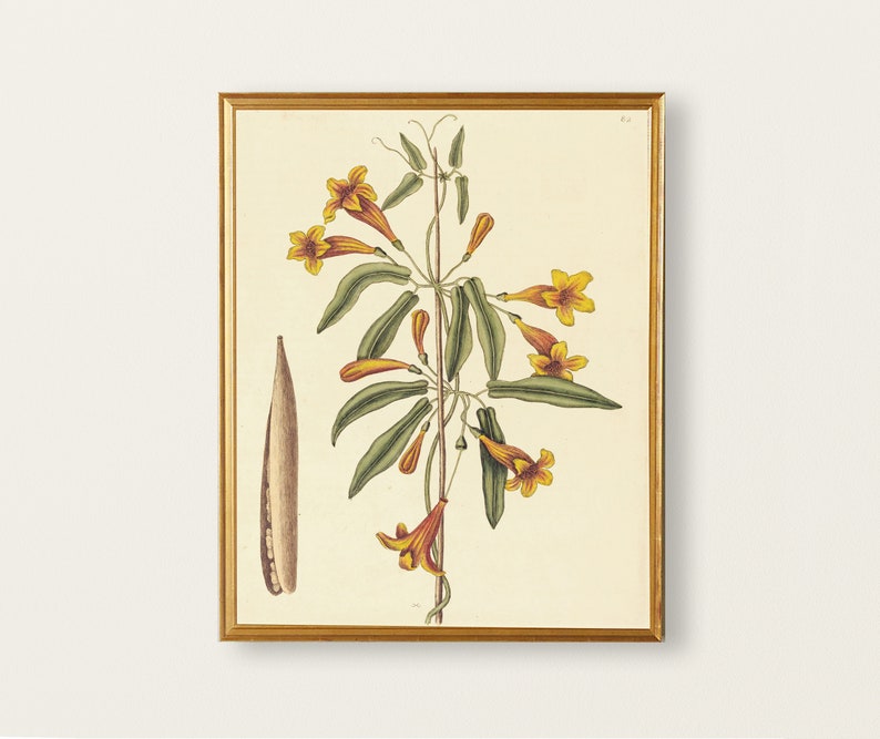 May include: A vintage botanical illustration of a yellow flower with green leaves and a brown seed pod. The illustration is framed in a gold frame.