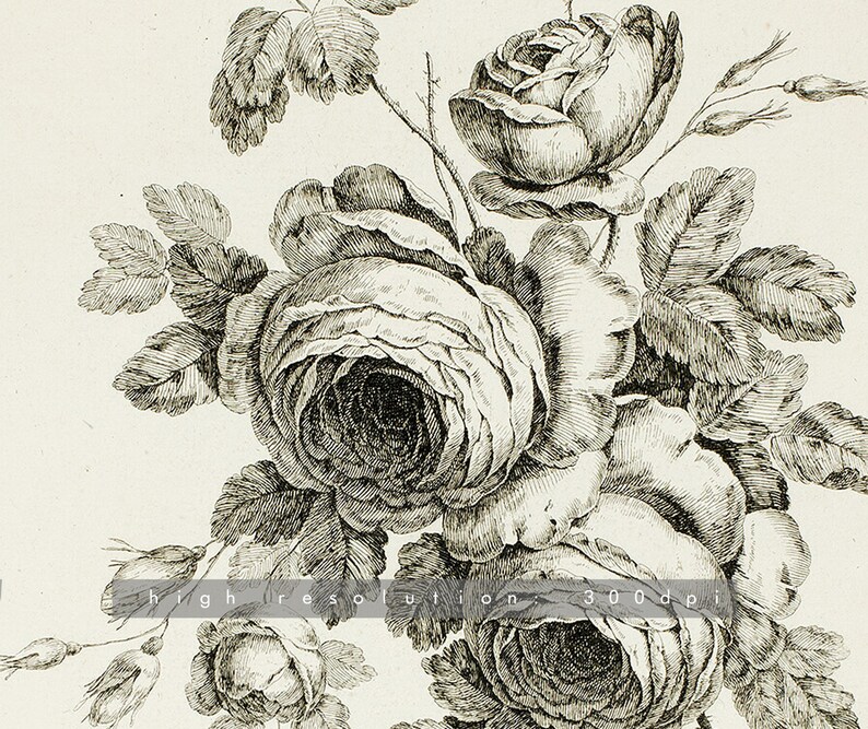 Rose Drawing | Coquette Room Decor | Bouquet with Roses | Floral Sketch | Vintage Flower Print | 1700s Art | Instant Download | 284 image 3