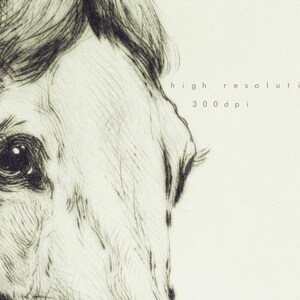May include: A close-up black and white drawing of a horse's face. The horse's eye is in focus and the drawing is detailed. The text "high resolution 300 dpi" is in the upper right corner of the image.