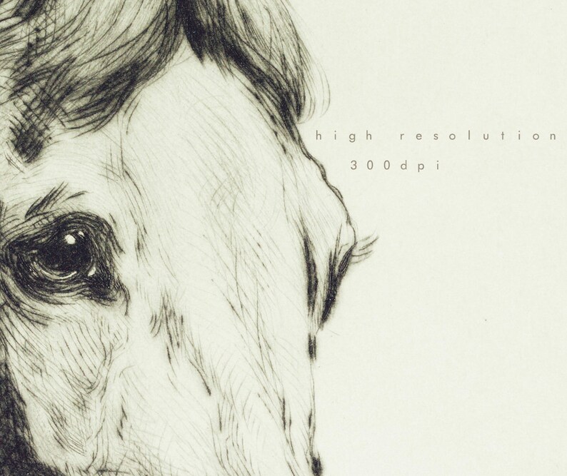 May include: A close-up black and white drawing of a horse's face. The horse's eye is in focus and the drawing is detailed. The text "high resolution 300 dpi" is in the upper right corner of the image.