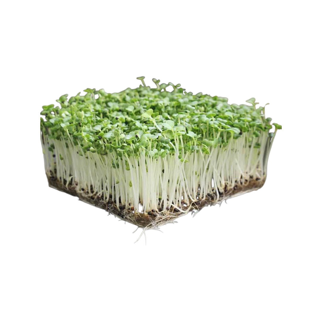Green Cabbage Microgreens Seeds Non GMO 250000 Seeds Etsy