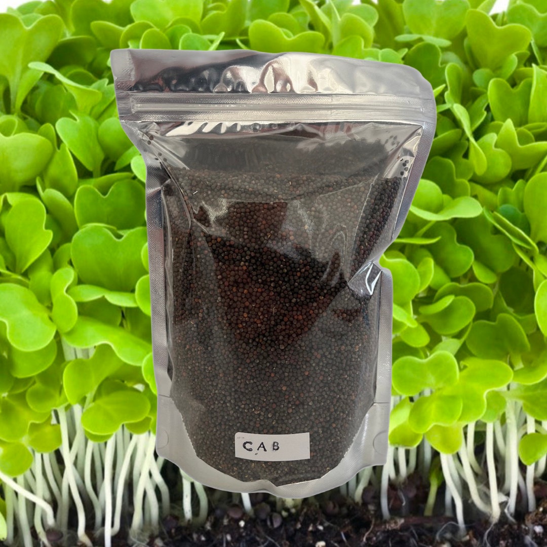 Green Cabbage Microgreens Seeds Non GMO 250000 Seeds Etsy