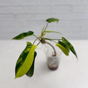Philodendron Florida Beauty - Top Cut | Rare Plant | Live Plant