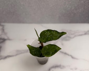 Aglaonema Pictum Tricolor | Rare Plants | Live Plants