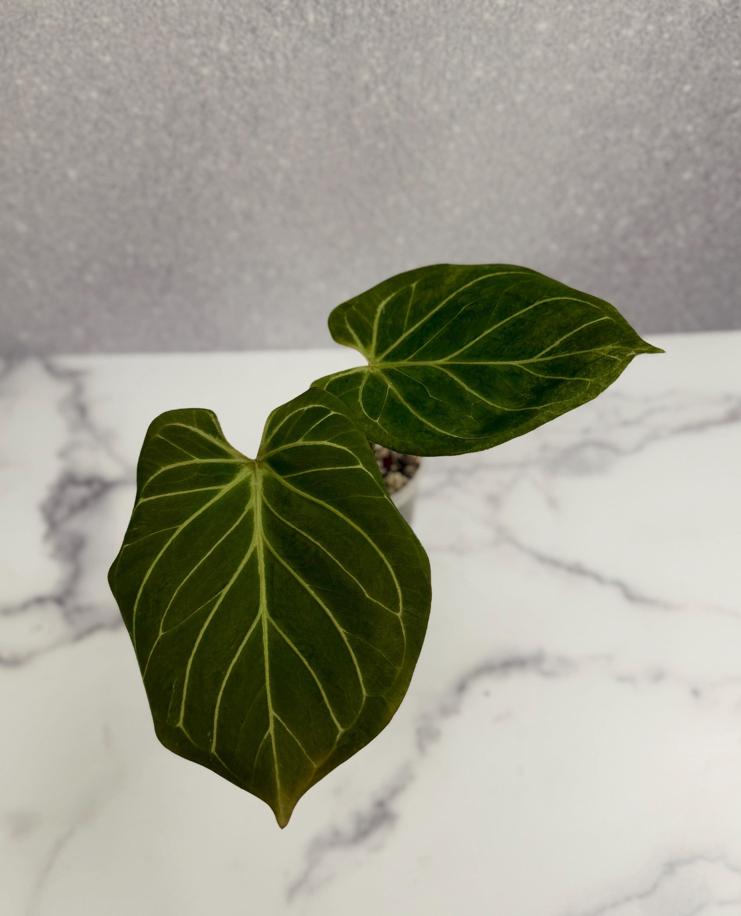 Anthurium King of Spades Butterfly - Etsy