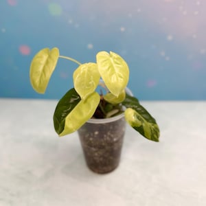 Variegated Burle Marx Philodendron | Rare Plant | Live Plant