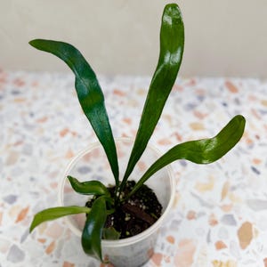 Blue Oil Fern Microsorum Thailandicum | Rare Plant | Live Plant