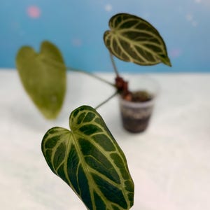 May include: Close-up of a young plant with heart-shaped leaves. The leaves are a deep green with lighter green veining. The plant is in a clear plastic pot with soil. The background is a soft blue and white.