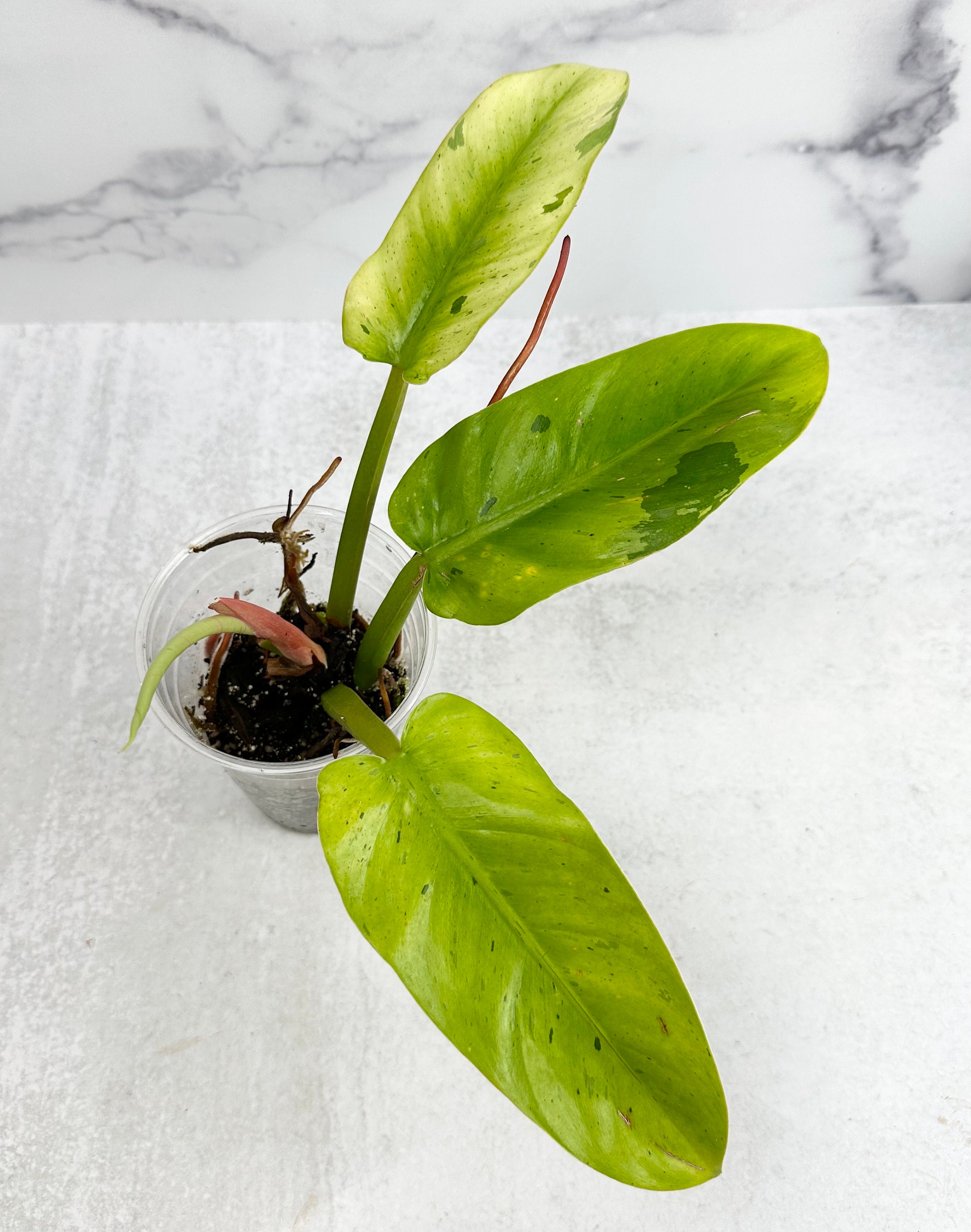 超激レア】Philodendron Reuy sub marble