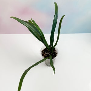 Blue Oil Fern - Microsorum thailandicum Plant - Live Arrival Guaranteed!