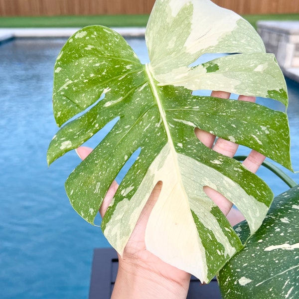 Monstera Thai Constellation three leaf plant - US SELLER - Exact plant - Not a preorder - Rooted!