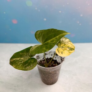Philodendron King of Spades - Etsy