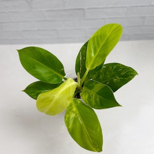 Philodendron Moonlight Variegated | Rare Plants | Live Plants | Variegated Plants