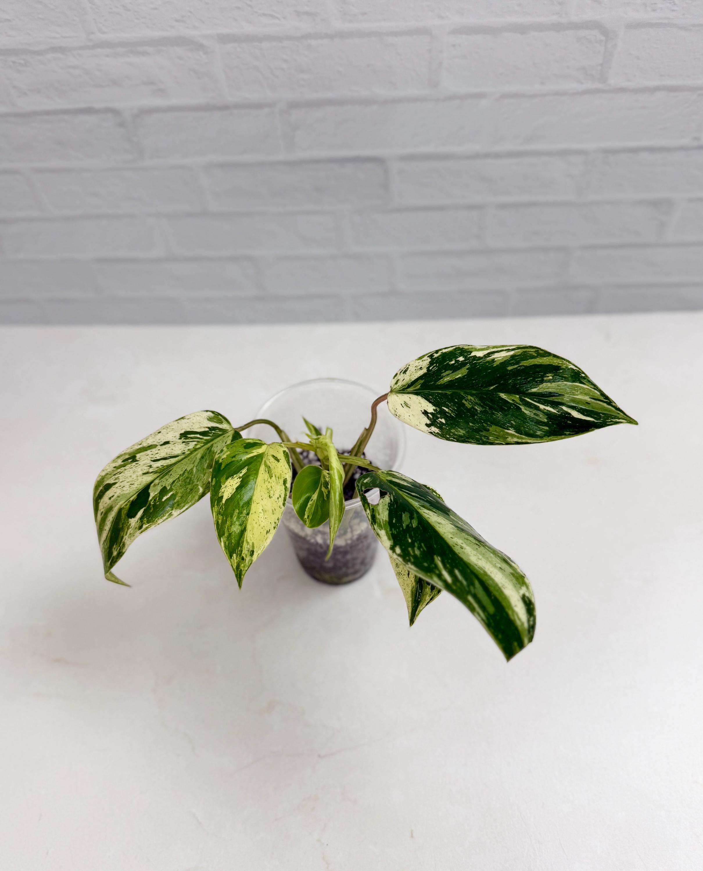Philodendron Emerald Queen Variegated - Etsy