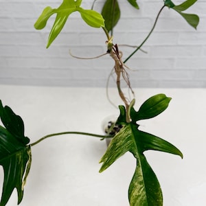 Philodendron Florida Beauty - Top Cut | Rare Plant | Live Plant