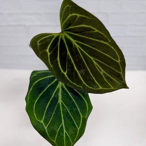 今*！様 アンスリウム キングオブスぺーズ バタフライ アンスリウム キングオブスペード バタフライ : r/plants