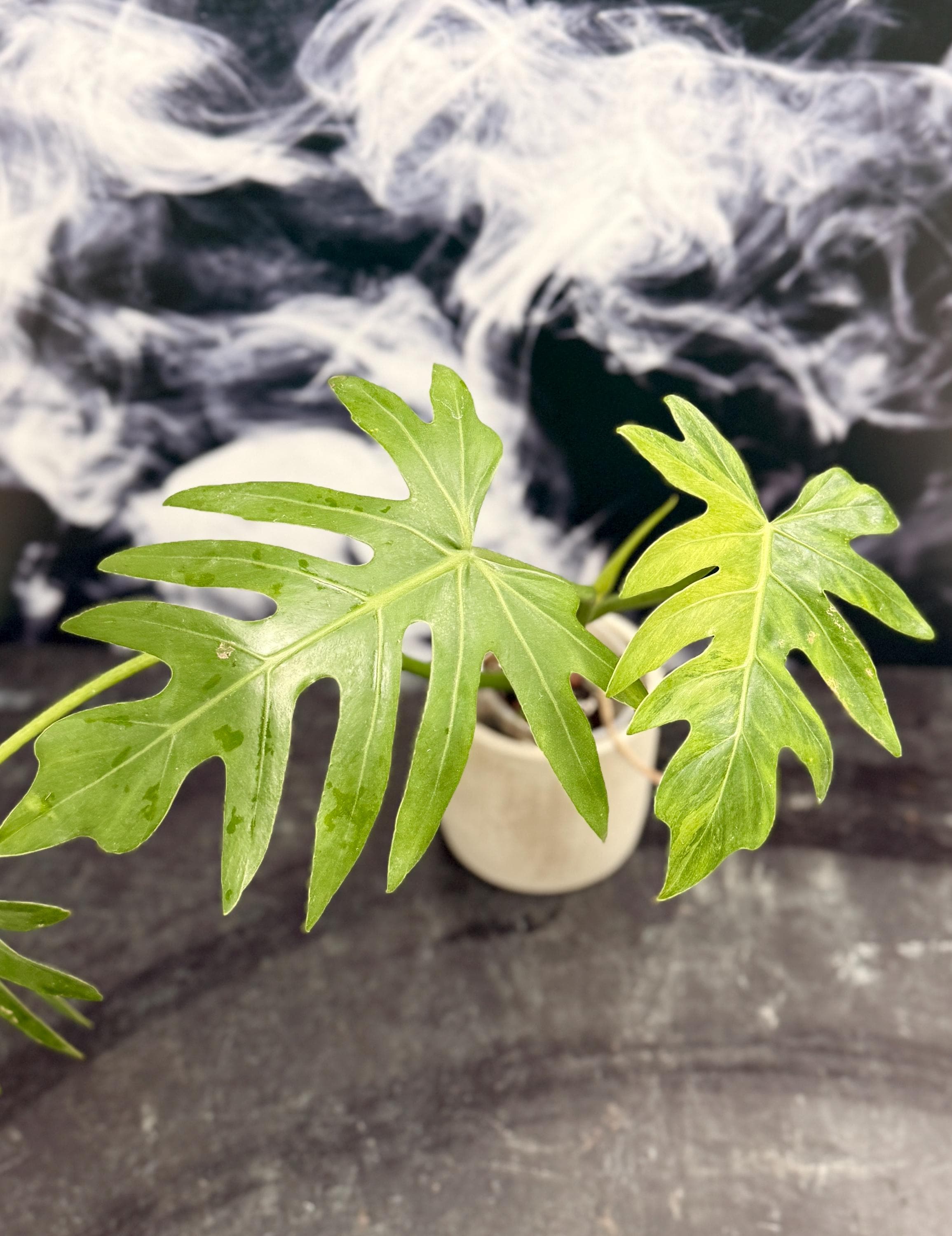 レア！Philodendron williamsii var NO2 Philodendron williamsii