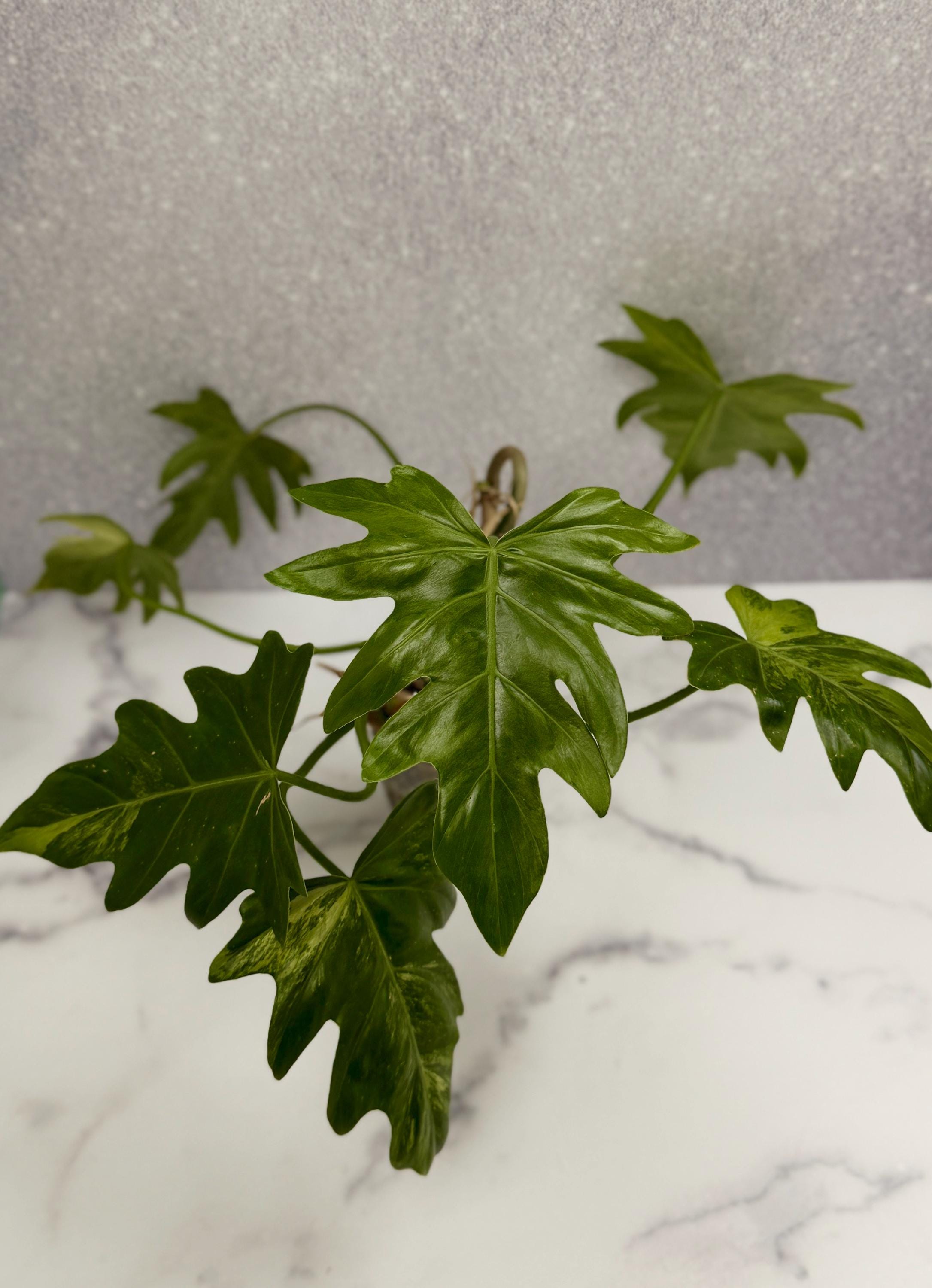 Philodendron Williamsii Variegated - Etsy