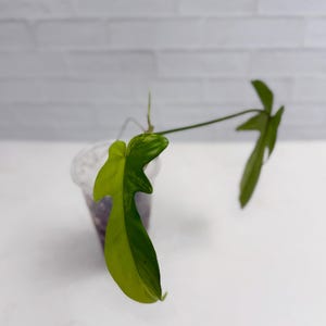 Philodendron Florida Beauty - Top Cut | Rare Plant | Live Plant