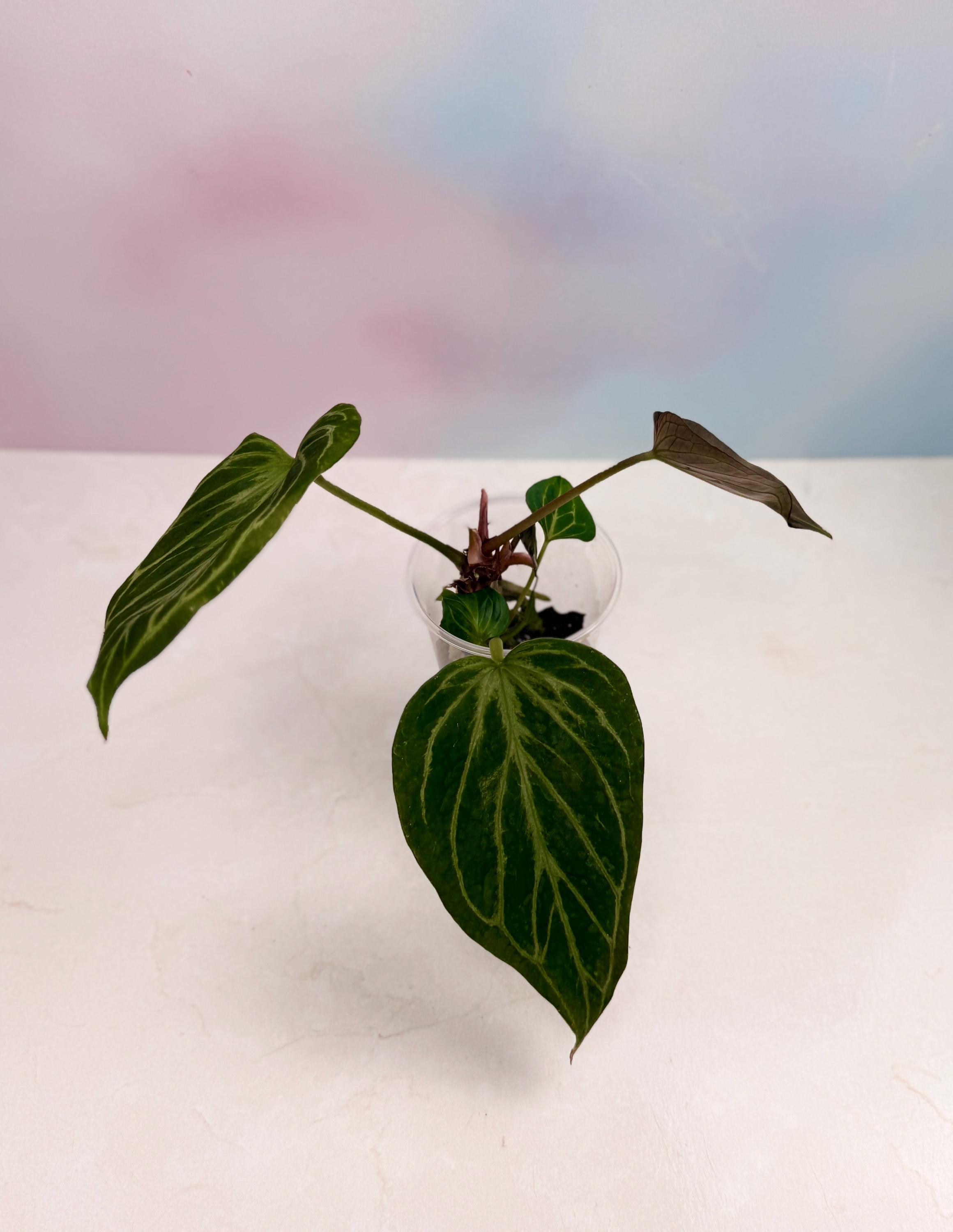 Anthurium King of Spades Butterfly - Etsy