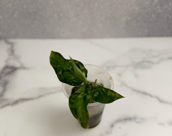 Aglaonema Pictum Tricolor | Rare Plants | Live Plants