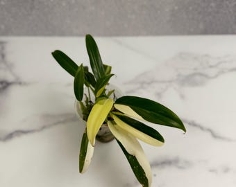 Variegated Philodendron Wend-imbe - Etsy