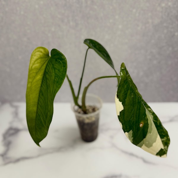 Syngonium Chiapense Variegated | Rare Plant | Live Plant
